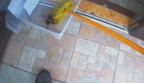 Záběry jen pro otrlé. Obyvatele Karviné vyděsil obří pavouk u dveří