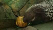 Před pražskou zoo se tvoří fronty. Zvířata si užívají dýňové hody