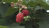 Čerstvější a levnější ovoce? Zkuste čím dál populárnější samosběr