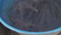Veterináři kontrolují prodejce kaprů. Dohlíží na hygienu i zacházení s rybami