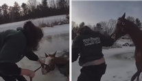 VIDEO: Drama na rybníce. Policisté vytáhli koně z ledu vlastníma rukama