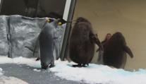 VIDEO: Tučňák na steroidech? Mládě váží stejně jako jeho rodiče dohromady