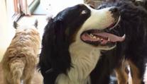 Vyrážíte na dovolenou bez vašeho psa? Můžete využít psí hotel