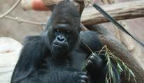 Pražská zoo otevřela velký pavilon goril. Budou spolu skupinky vycházet?