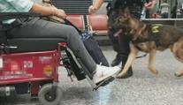 VIDEO: Muž pašoval drogy v invalidním vozíku. Policejní pes ho postavil na nohy