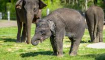 Zoo Praha má na Den dětí speciální program. Do 15 let je vstup za korunu