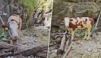 VIDEO: Ve Slovenském ráji uvízla kráva na ferratě. Nikdo neví, jak se tam dostala