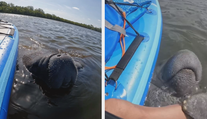 VIDEO: Ženu chytil za nohu vodní gigant při pádlování. Na nic nečekala a situaci natočila