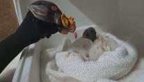 VIDEO: Jak nakrmit osamoceného kondora? V zoo přišli na originální způsob s ponožkou