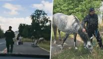 VIDEO: Cestující překvapil kůň. Na zastávce čekal na autobus