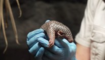 České zoo se radují. Letos se narodil rekordní počet mláďátek