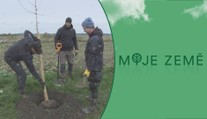 VIDEONÁVOD: Odborník vám poradí, jak správně zasadit strom