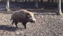 Česko chce zvýšit odstřel divočáků. Myslivci si přijdou na pěkné peníze