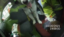 Husky byl den uvězněn bez vody v autě, zachránili ho až strážníci