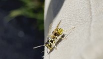 Vosy se přemnožily a jsou agresivní. Záchranáři vyjíždějí hlavně k alergikům