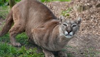 Pozor na děti! Puma je na útěku už dva týdny, zahlédli ji na Vysočině