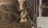 Slovensko odvolalo mimořádný stav kvůli slintavce. Situace vyšla na 128 milionů
