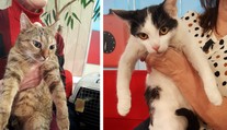Tyto krásné kočky hledají domov! Vyberete si? GALERIE