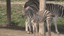 V zoo v Jihlavě se narodily vzácné zebry. Patří mezi ohrožené druhy