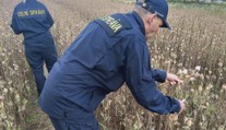 Zemědělci se chystají sklízet mák a technické konopí. Dohlíží na ně celníci