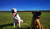 Bestiální útok na psy! Pachatel se vloupal do kotce a brutálně je zabil