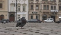 Postavili holubník a chtěli jim brát vejce. Na úředníky ale holubi v Plzni kálí