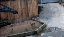 Nezvaná návštěva v pražské zoo. Nejmenší antilopy světa si s ní hravě poradily