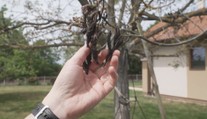Mrazy zničily i úrodu ořechů. Promítne se to do cen cukroví