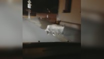 Divočáci se nebojí už ani ve městech! Po Hradci pobíhala bachyně
