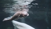 Nic rozkošnějšího jste ještě neviděli: sněhobílé velrybě se narodilo mládě