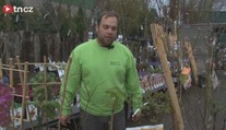 Rádce na zahradu: Jak správně zasadit stromy a jak o ně pečovat? VIDEO