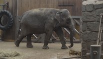 Samec slona z ostravské zoo už se zabydluje ve Francii. Přeprava trvala půl roku
