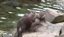 Roztomilé video: Takto se vydala na procházku vydří rodinka. PODÍVEJTE SE