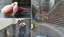 Děti ubily plameňáka, rodiče slibovali vše splatit. Nedali nic!