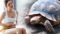 Bolí mě břicho, stěžovala si žena po party. Ve vagině jí našli želvu