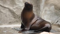 Záhadná smrt v liberecké zoo. Zemřela lachtaní samice Mano