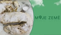 Anketa Evropský strom roku jde do finále! Česká jabloň má i svou píseň