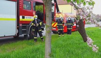 Včely mají ideální podmínky k rojení. Kdy kvůli nim zavolat hasiče?