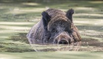 Šok u oblíbeného letoviska. Turisté na lodi natočili v moři velkého divočáka