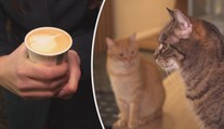 Káva na stojáka s kocourem v ruce! Jinou možnost kočičí kavárny nemají