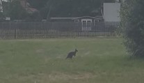 Na Chomutovsku se potuluje klokan. Lidé je tam už ale potkávají běžně