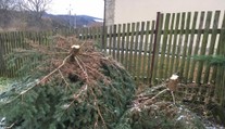 Barbarství! Zloděj vánočního stromku zmrzačil 20 let rostlý smrk