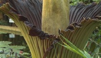 Botanická zahrada v Liberci slaví 130. výročí, je nejstarší v Česku