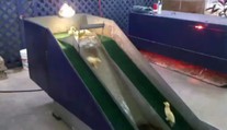 VIDEO: Skluzavka pro roztomilá káčátka! Je to týrání nebo zábava?