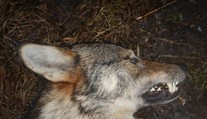Analýza DNA odhalila původ vlka sraženého na Prostějovsku. Doputoval tam z Alp