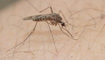 Sezona komárů brzy odstartuje. Letos hrozí přemnožení, bojí se odborníci