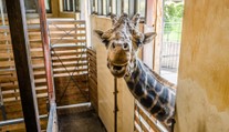 Smutná zpráva z pražské zoo. Zemřel žirafí samec Johan