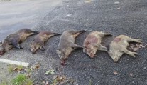 Odstřelovači zlikvidovali za noc pět divočáků. Je to málo, zlobí se myslivci