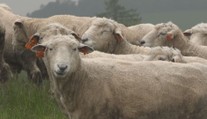 Horečka ovcí se dál šíří po Česku. Veterináři vyhlašují přísná opatření