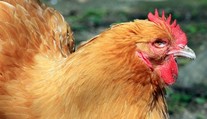 Výsledek pitvy šokoval odborníky. Ženu zabil její vlastní kohout!